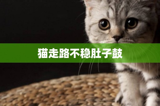 貓走路不穩肚子鼓