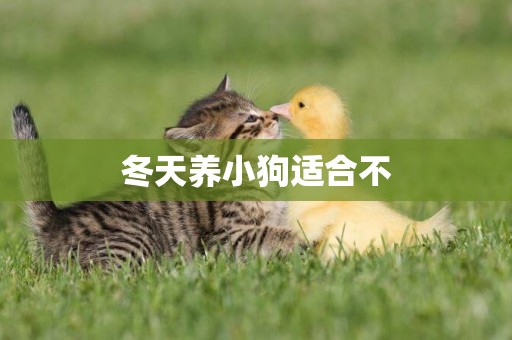 冬天養小狗適合不