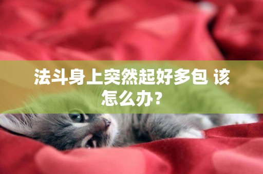 法斗身上突然起好多包 該怎么辦? 法斗身上突然起好多包 該怎么辦?