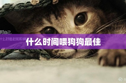 什么時間喂狗狗最佳