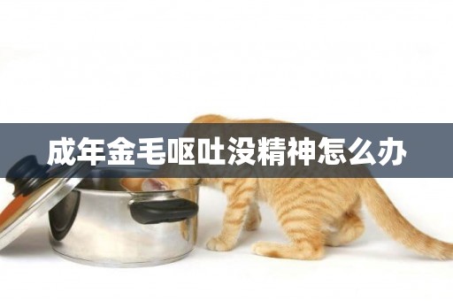 成年金毛嘔吐沒精神怎么辦