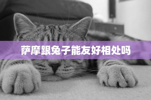 薩摩跟兔子能友好相處嗎