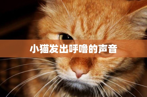 小貓發出呼嚕的聲音