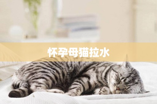 懷孕母貓拉水