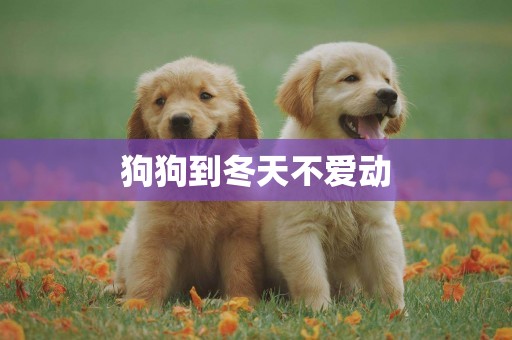 狗狗到冬天不愛動