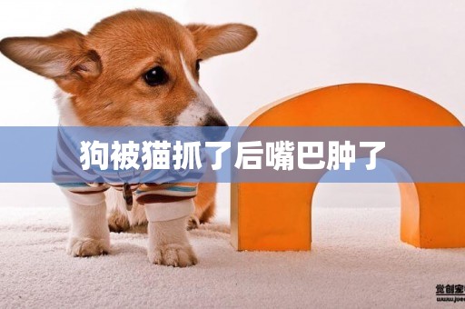 狗被貓抓了后嘴巴腫了