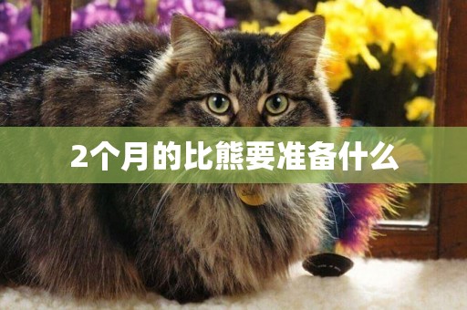 2個月的比熊要準備什么