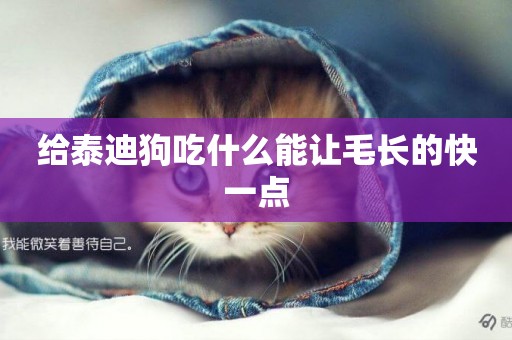 給泰迪狗吃什么能讓毛長的快一點