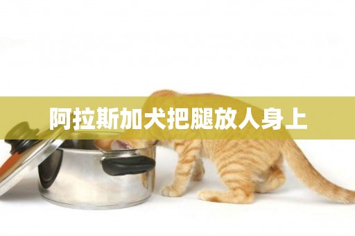 阿拉斯加犬把腿放人身上