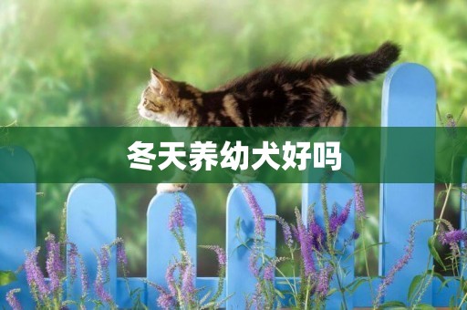 冬天養幼犬好嗎
