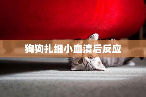 狗狗扎細小血清后反應