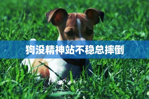 狗沒精神站不穩總摔倒
