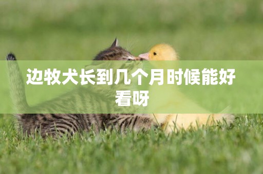 邊牧犬長到幾個月時候能好看呀