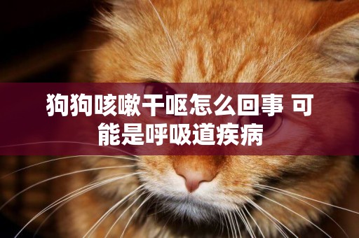 狗狗咳嗽干嘔怎么回事 可能是呼吸道疾病