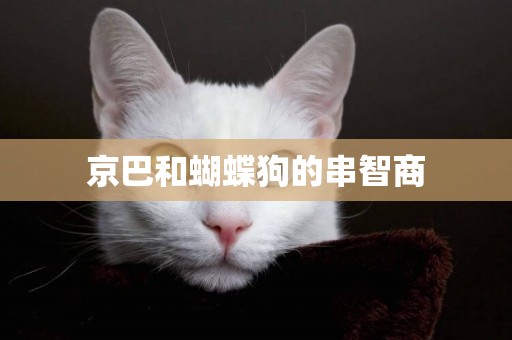 京巴和蝴蝶狗的串智商