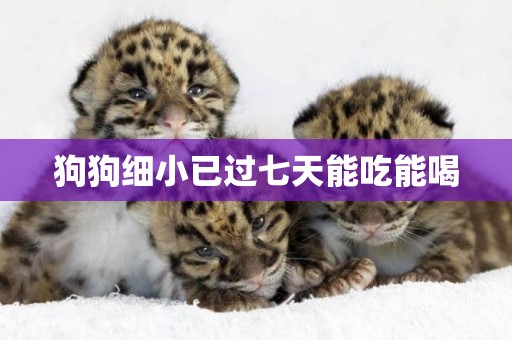 狗狗細小已過七天能吃能喝