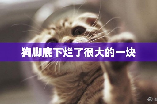 狗腳底下爛了很大的一塊