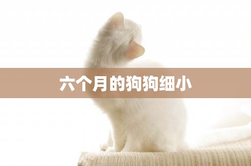 六個月的狗狗細小