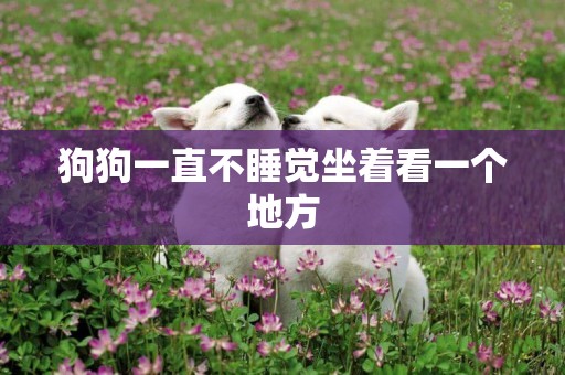 狗狗一直不睡覺坐著看一個地方