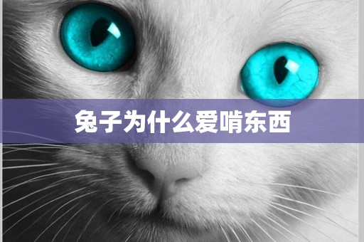 兔子為什么愛啃東西