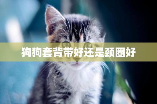 狗狗套背帶好還是頸圈好