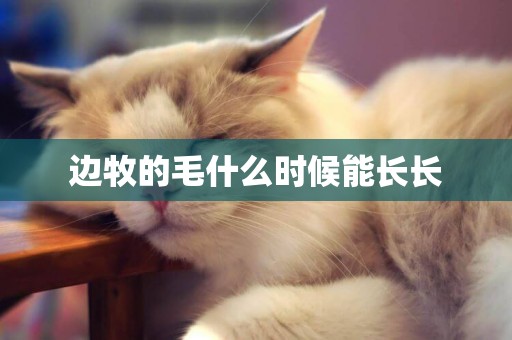 邊牧的毛什么時候能長長