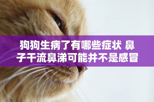 狗狗生病了有哪些癥狀 鼻子干流鼻涕可能并不是感冒！