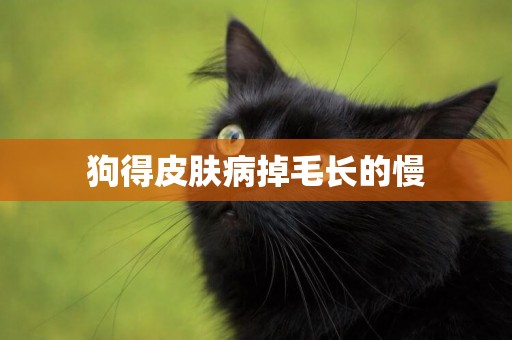 狗得皮膚病掉毛長的慢