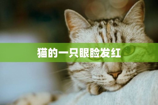貓的一只眼瞼發紅