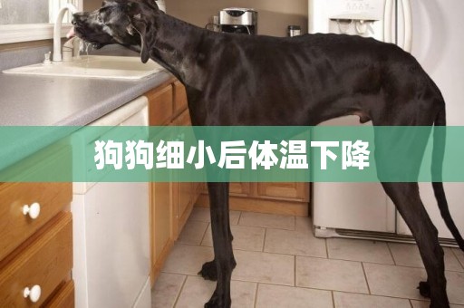 狗狗細小后體溫下降