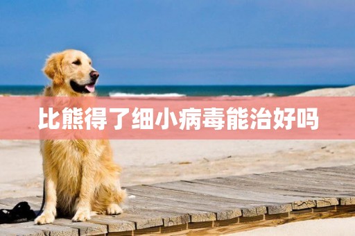 比熊得了細小病毒能治好嗎