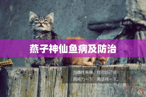 燕子神仙魚病及防治