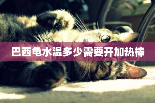 巴西龜水溫多少需要開加熱棒