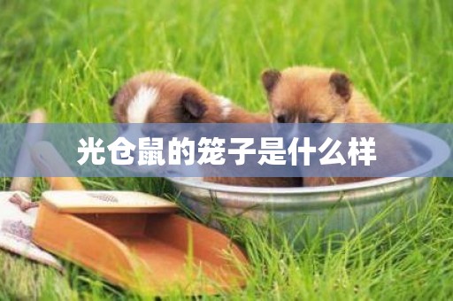 光倉鼠的籠子是什么樣