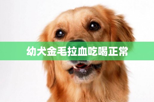 幼犬金毛拉血吃喝正常