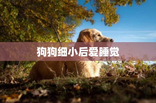 狗狗細小后愛睡覺