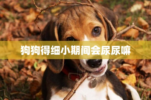 狗狗得細小期間會尿尿嘛