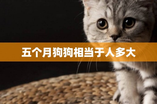 五個月狗狗相當于人多大