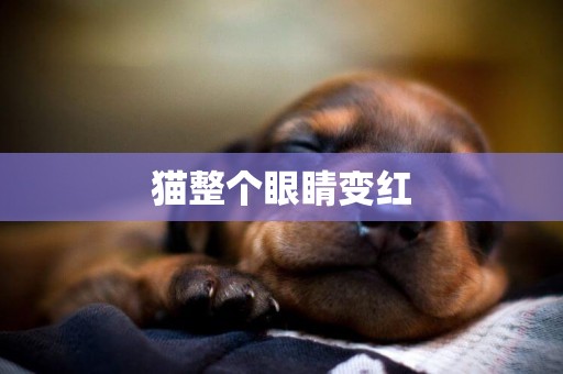 貓整個眼睛變紅
