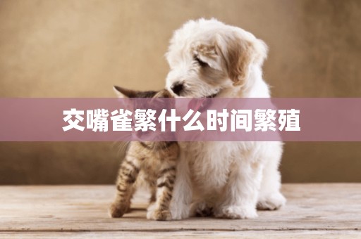 交嘴雀繁什么時間繁殖