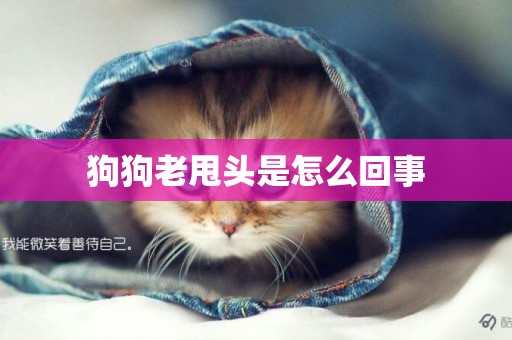 狗狗老甩頭是怎么回事