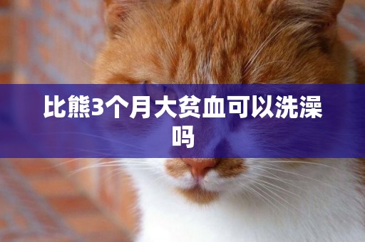 比熊3個月大貧血可以洗澡嗎