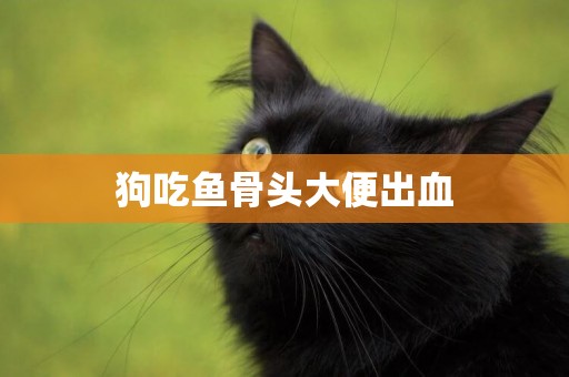 狗吃魚骨頭大便出血