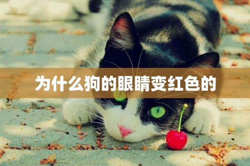為什么狗的眼睛變紅色的