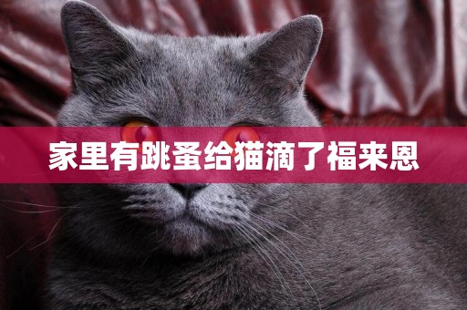 家里有跳蚤給貓滴了福來恩
