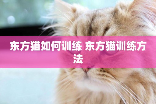 東方貓如何訓練 東方貓訓練方法
