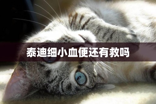 泰迪細小血便還有救嗎
