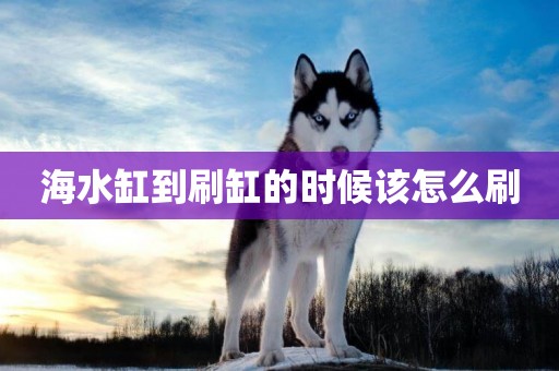 海水缸到刷缸的時候該怎么刷