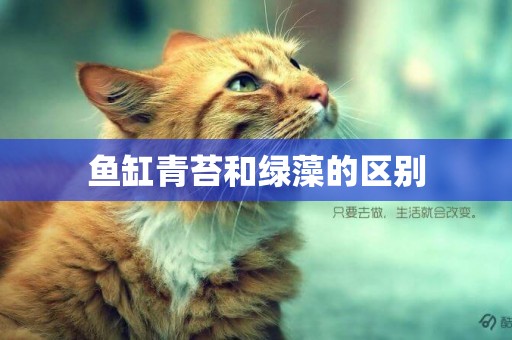 魚缸青苔和綠藻的區別