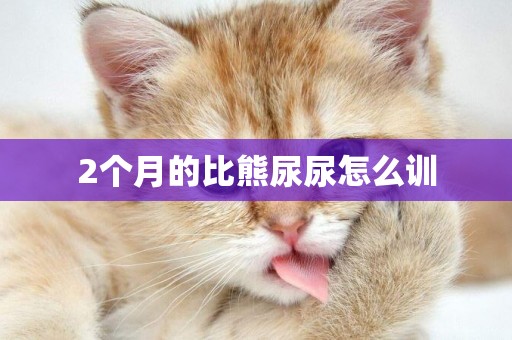 2個月的比熊尿尿怎么訓